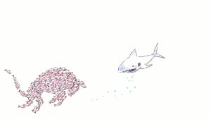 Shark