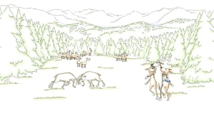 Hjorte