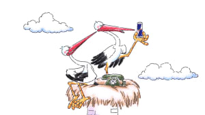 Stork