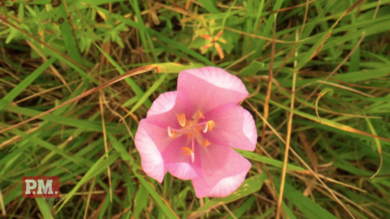 Was passiert im Herbst auf einer Blumenwiese?