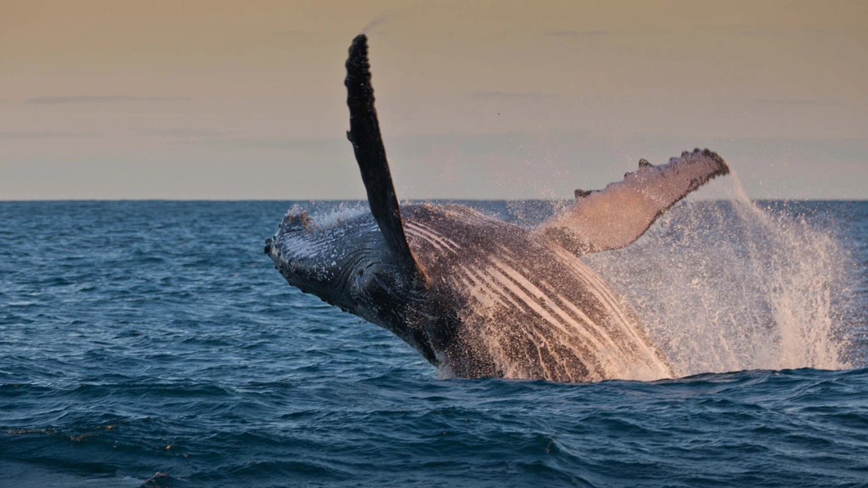 Whale, Sea Life, Mammal