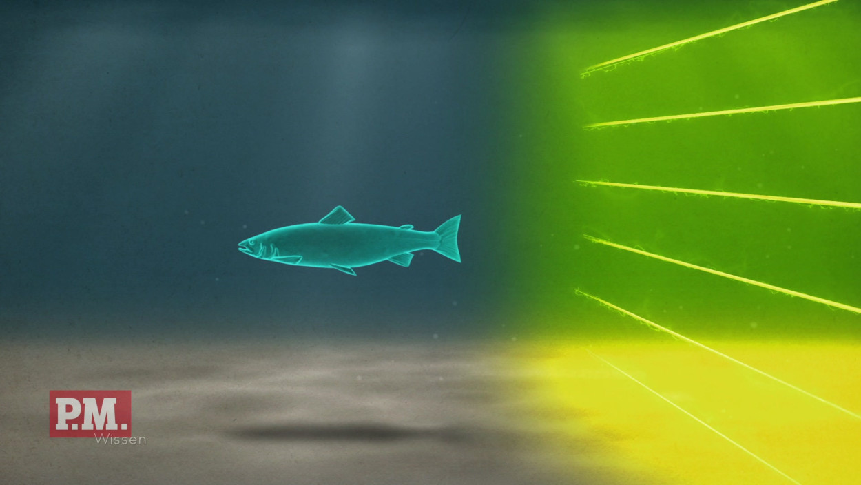 Wie schützt ein Elektrozaun Fische vor Turbinen?