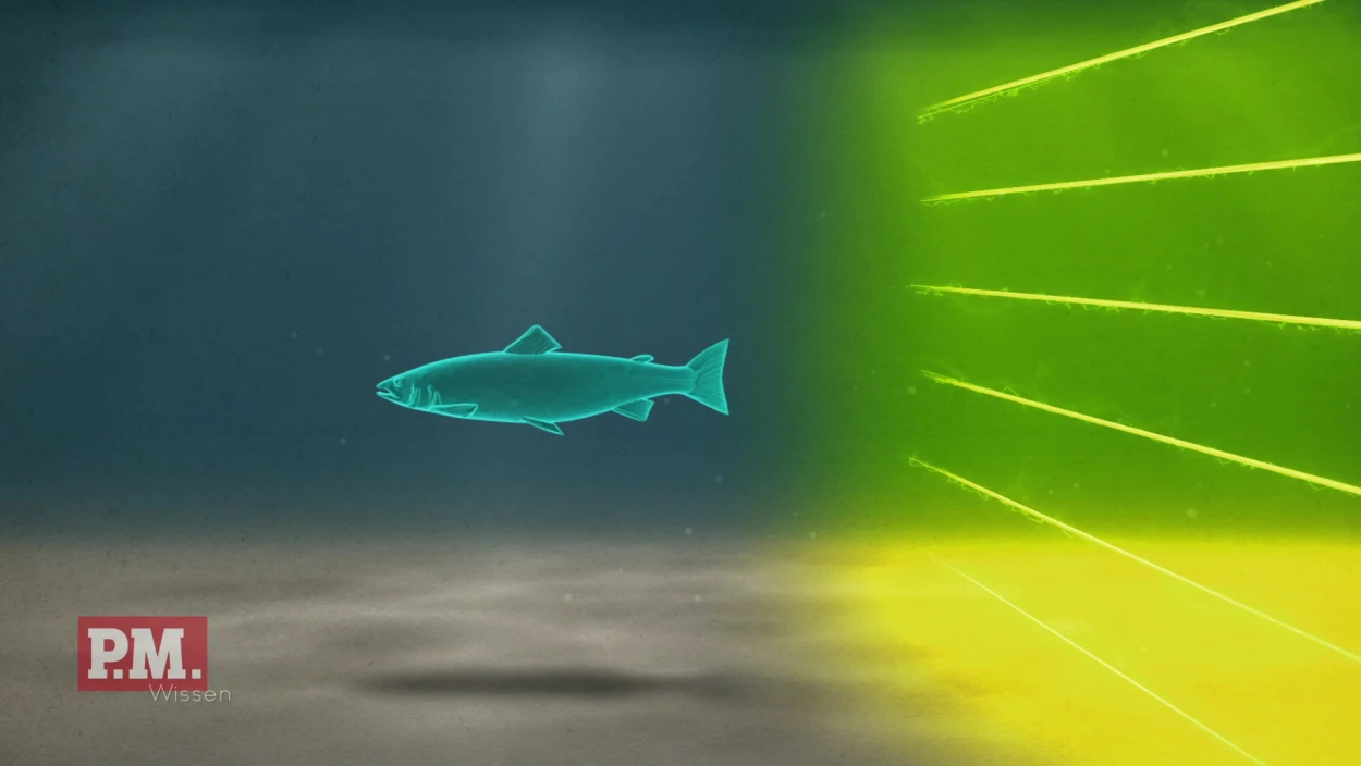 Wie schützt ein Elektrozaun Fische vor Turbinen?