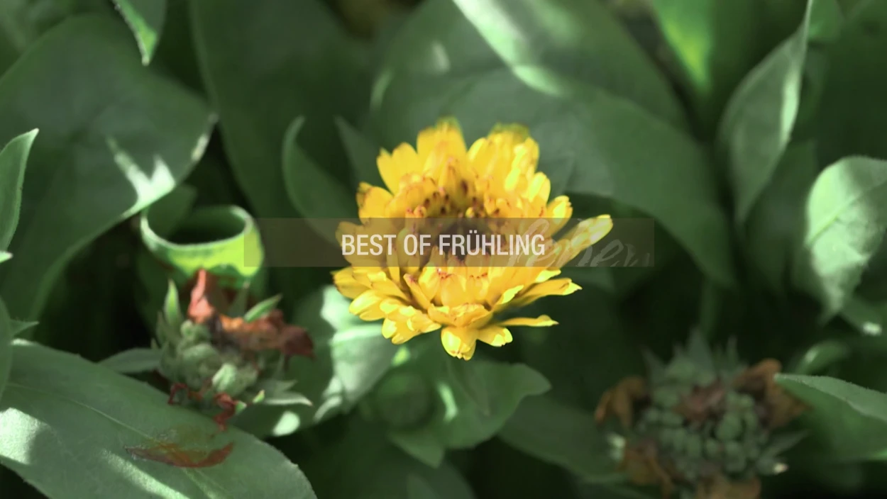 Das war der Frühling