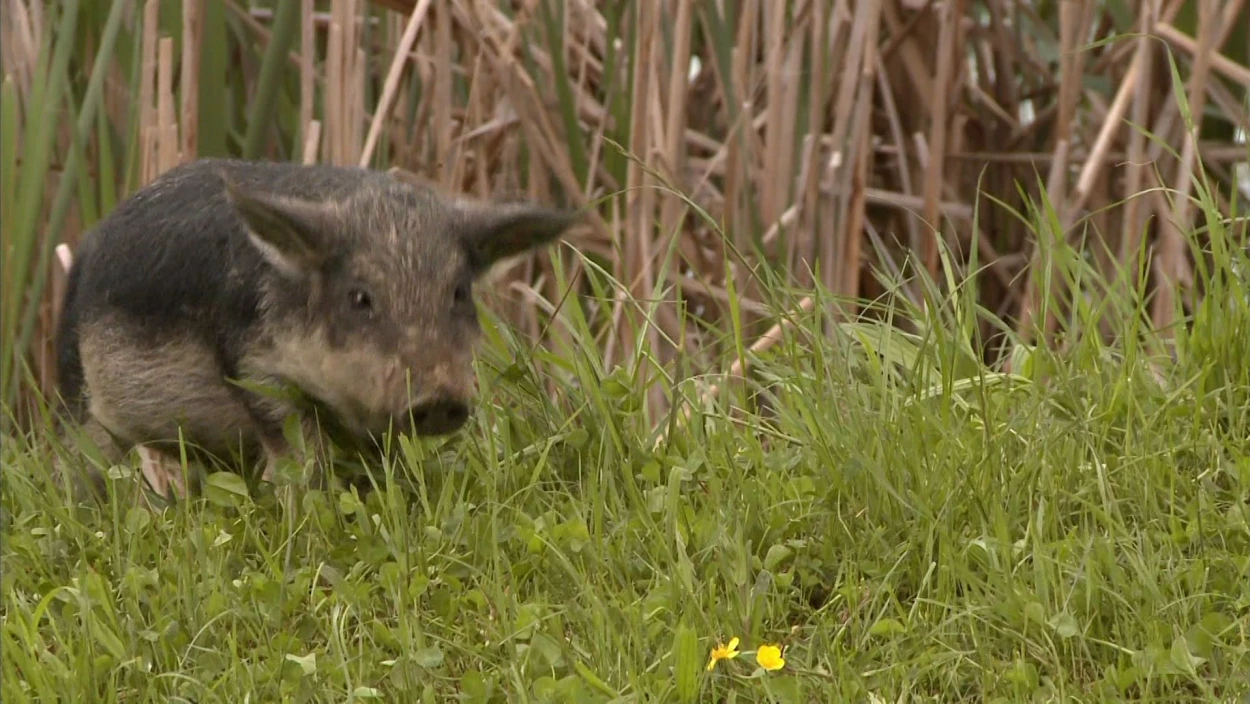 Tierische Versuchung