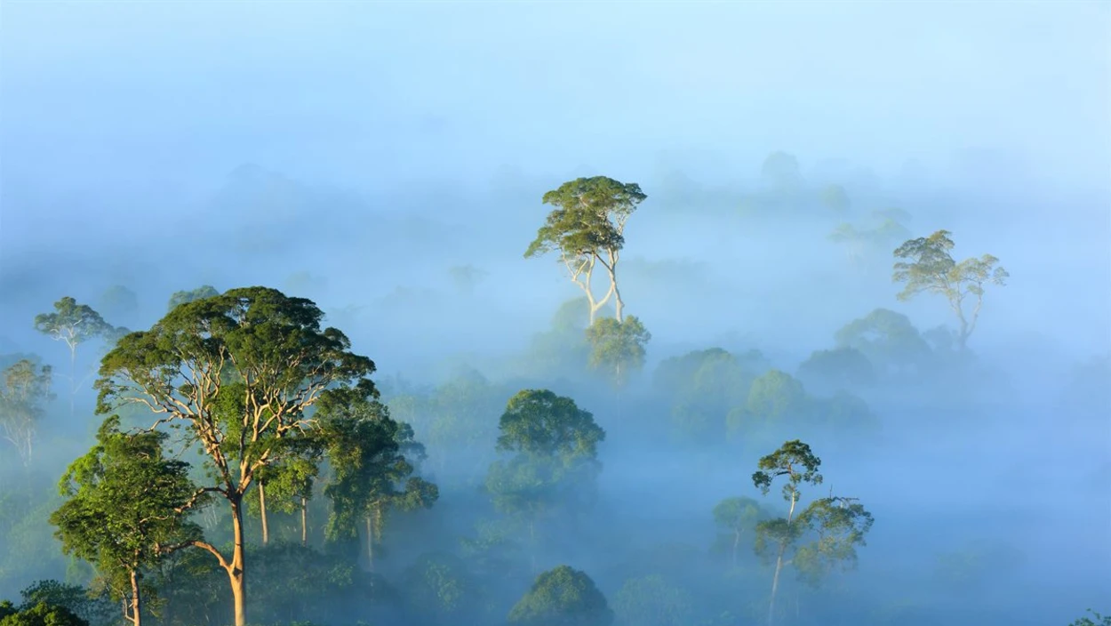 Wilde Insel Borneo