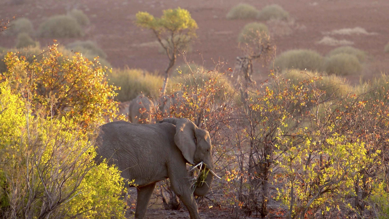 Namibia - Im Land der letzten Riesen