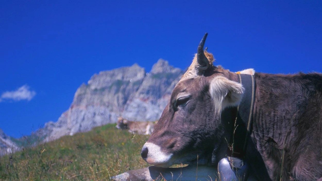 Glocken, Glück und Grauvieh - Ein Leben mit Kühen