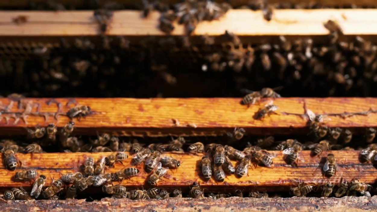 Tipp: Die besten Bienenfutterpflanzen