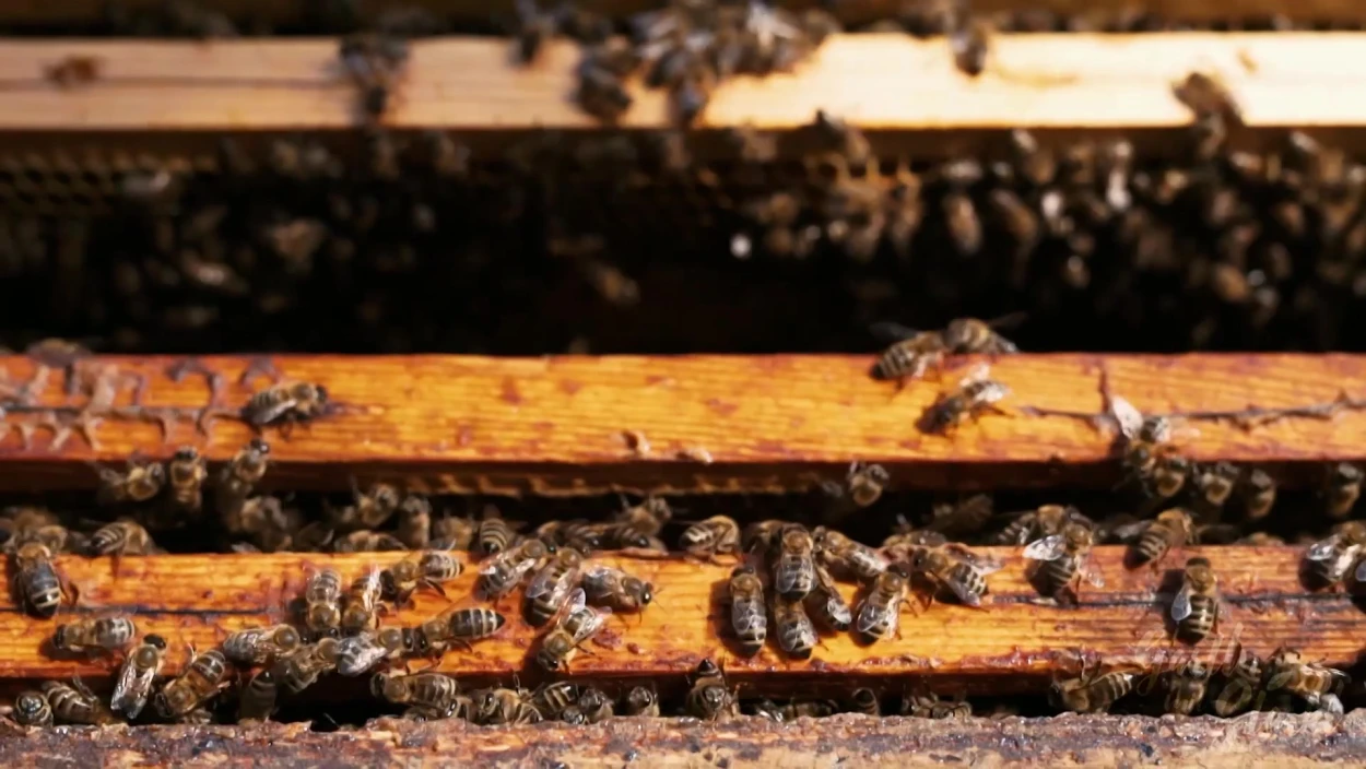 Tipp: Die besten Bienenfutterpflanzen
