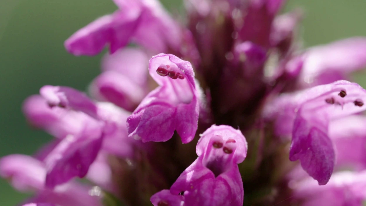 Flower, Plant, Purple