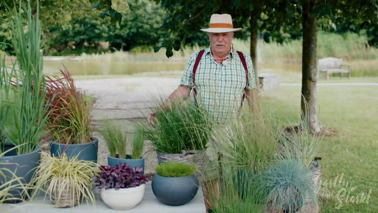 Tipp: Gräser im Garten pflanzen