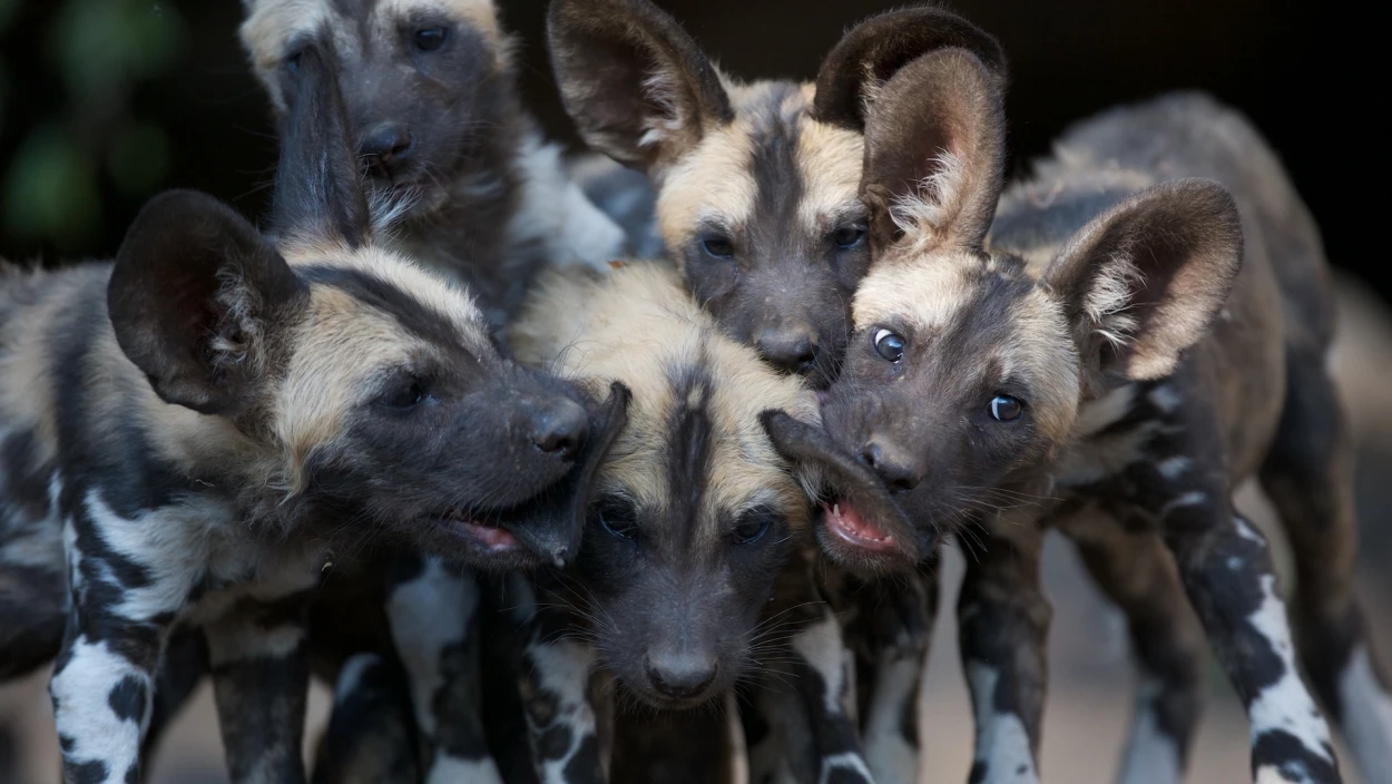 Wildhunde - Überleben im Land der Löwen