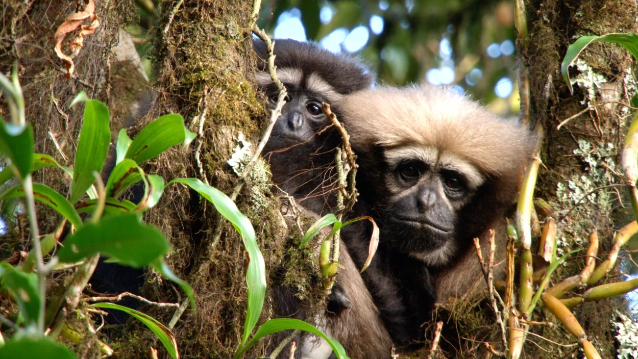 Das Lied der Gibbons