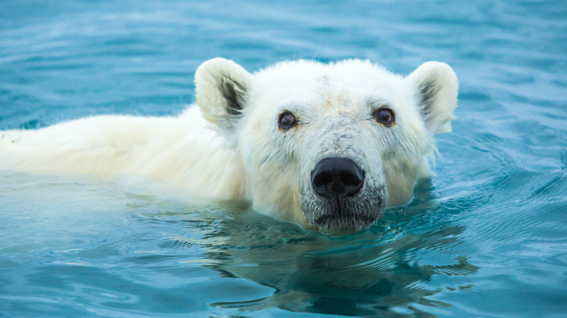 Wildes Kanada - Der Hohe Norden (4/4)