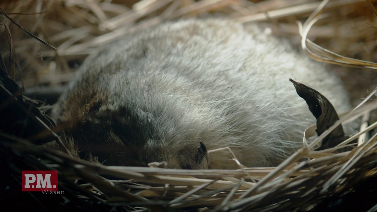 Bird, Animal, Mammal