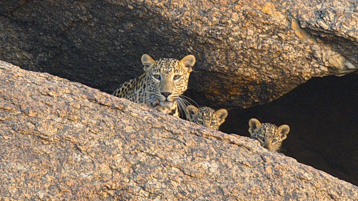 Der Fels der Leoparden