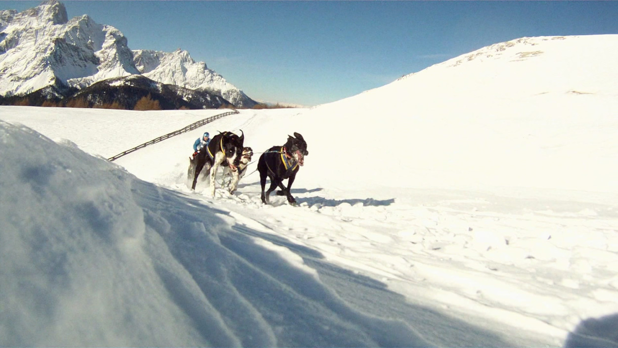 Schlittenhunde