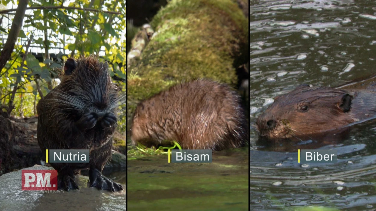Mammal, Animal, Beaver