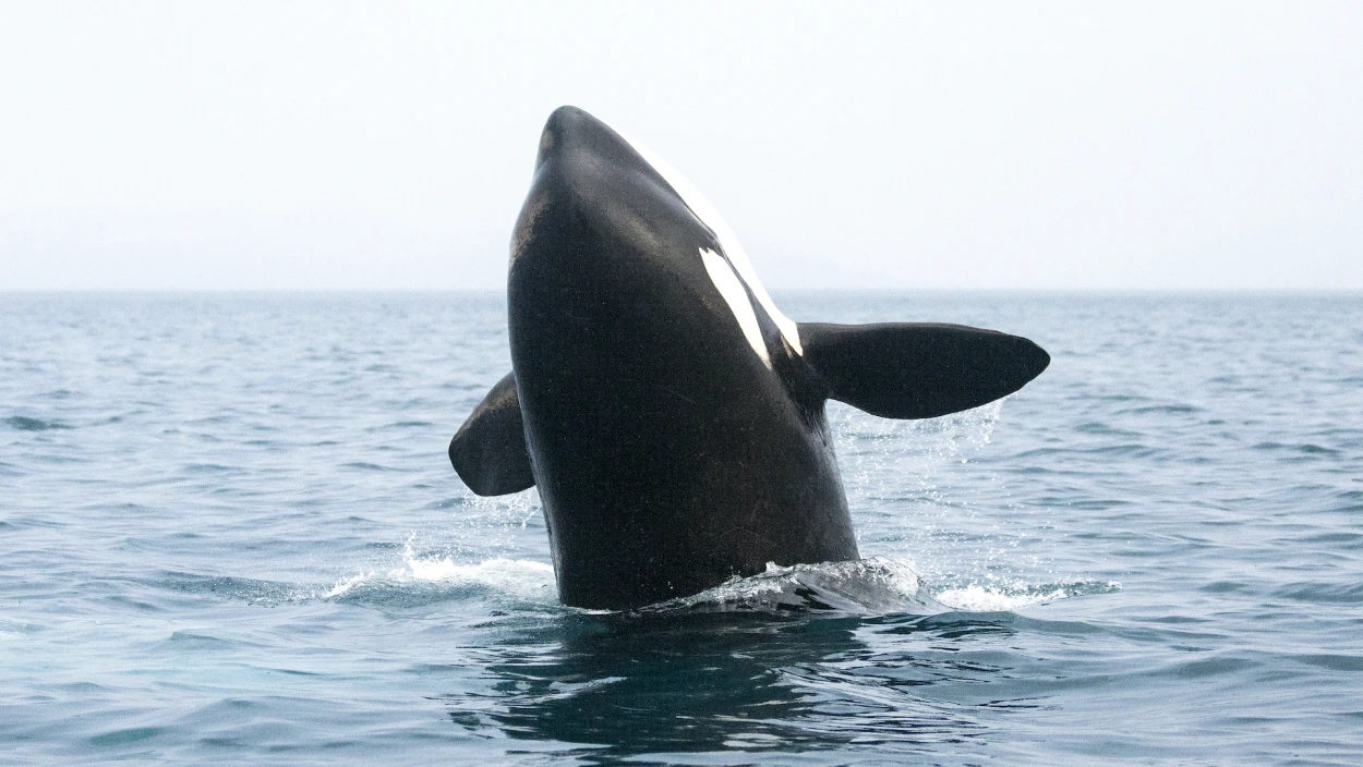 Orcas - Vorstoß in die Arktis