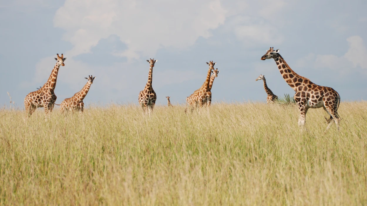 Giraffen - Giganten hautnah