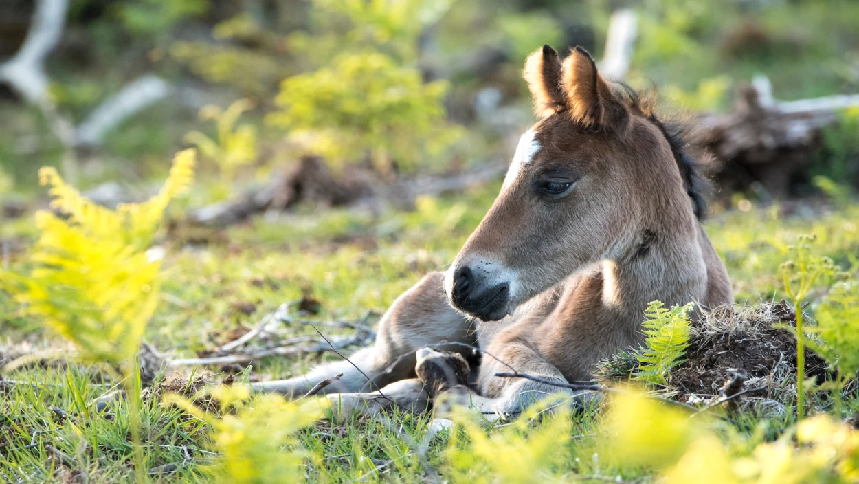 Wald der wilden Ponys