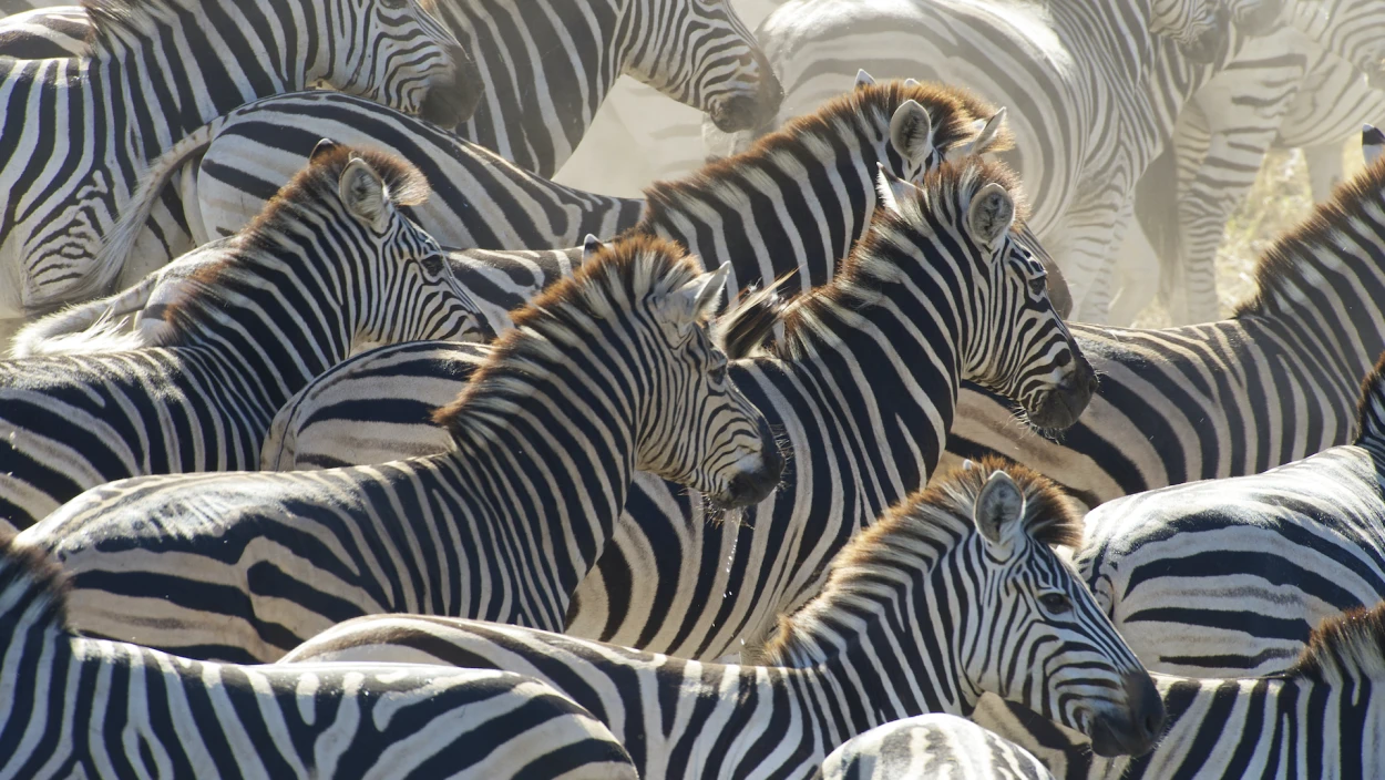 Streifzug der Zebras