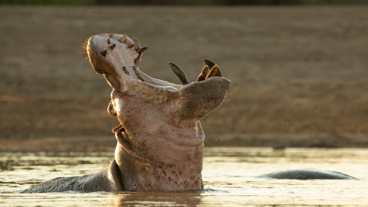 Der König der Hippos