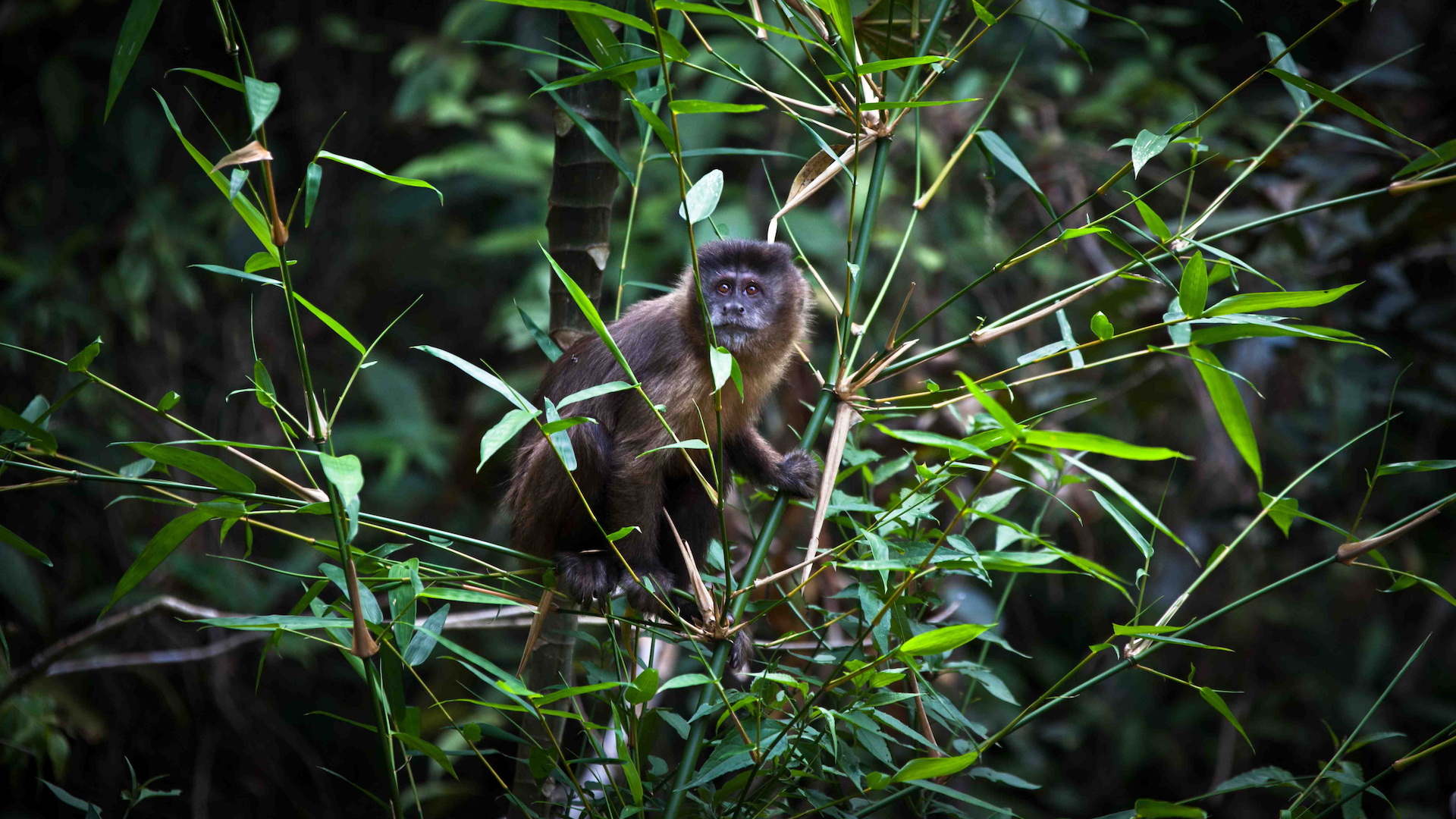 Wildes Brasilien - Der zerbrechliche Wald (1/5)