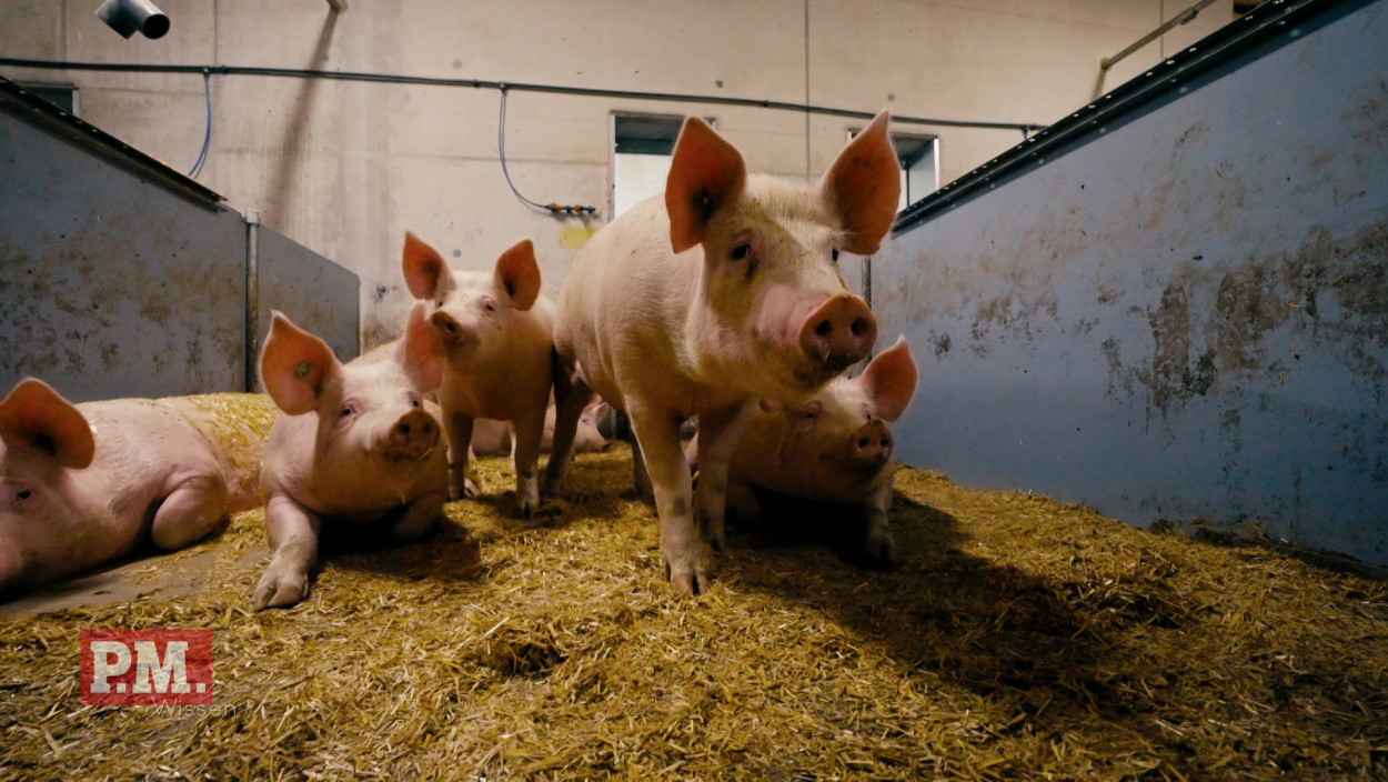 Wie verbessern wir die Schweinehaltung?
