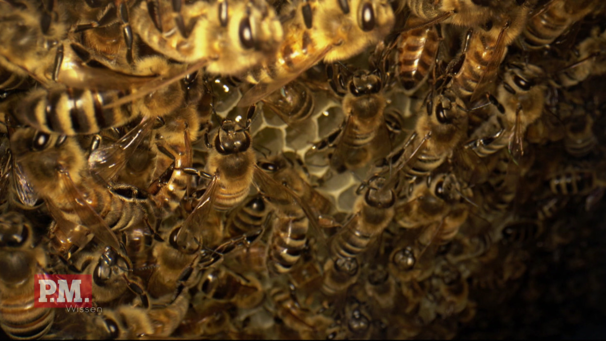Wie machen Bienen ihre Waben? 