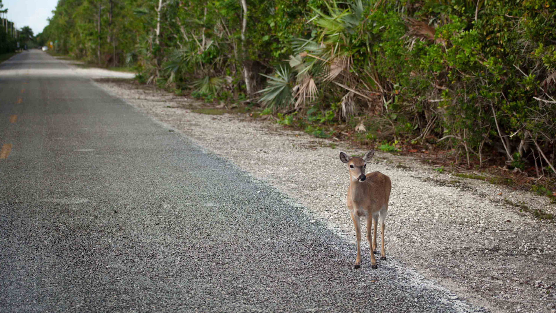 Das heimliche Leben der Hirsche