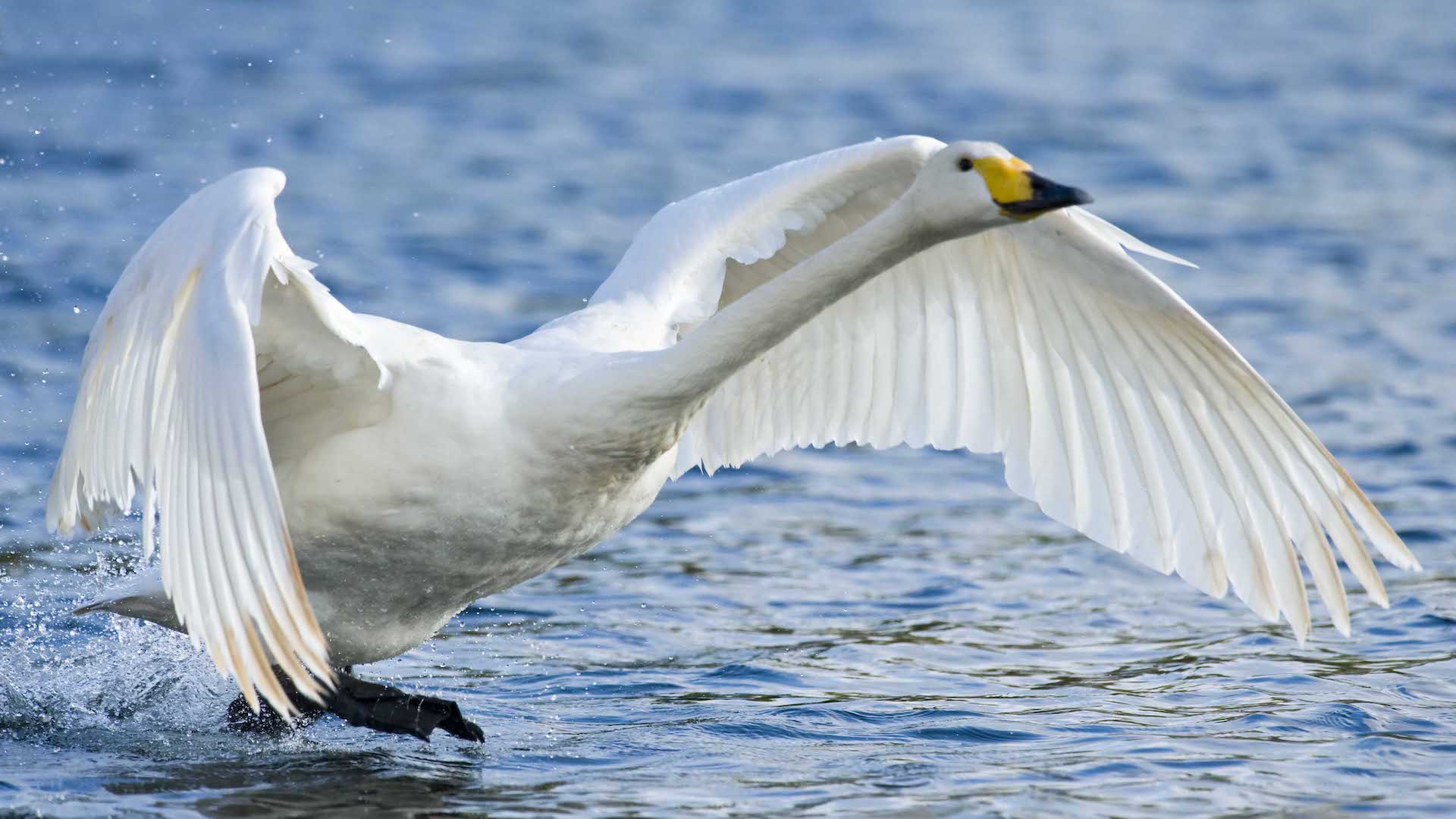 Bionik – Die besten Ideen der Natur: Wahrnehmung (1/3)