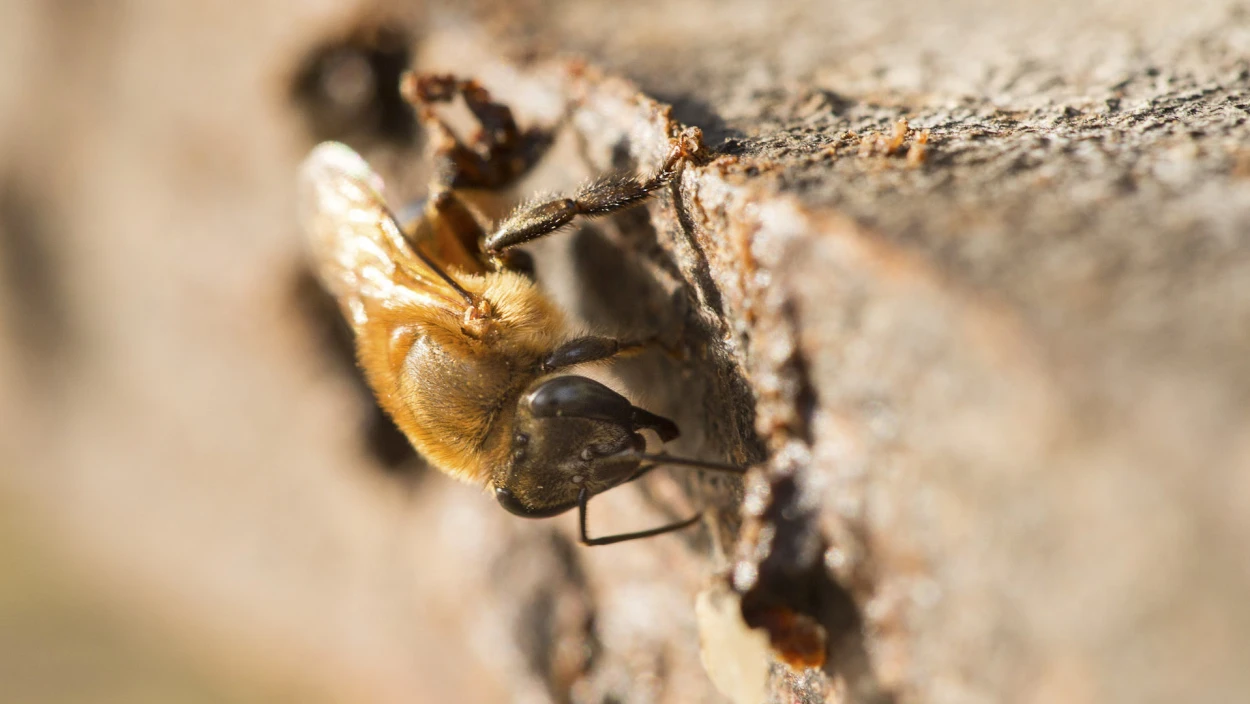Bienen - Eine Welt im Wandel