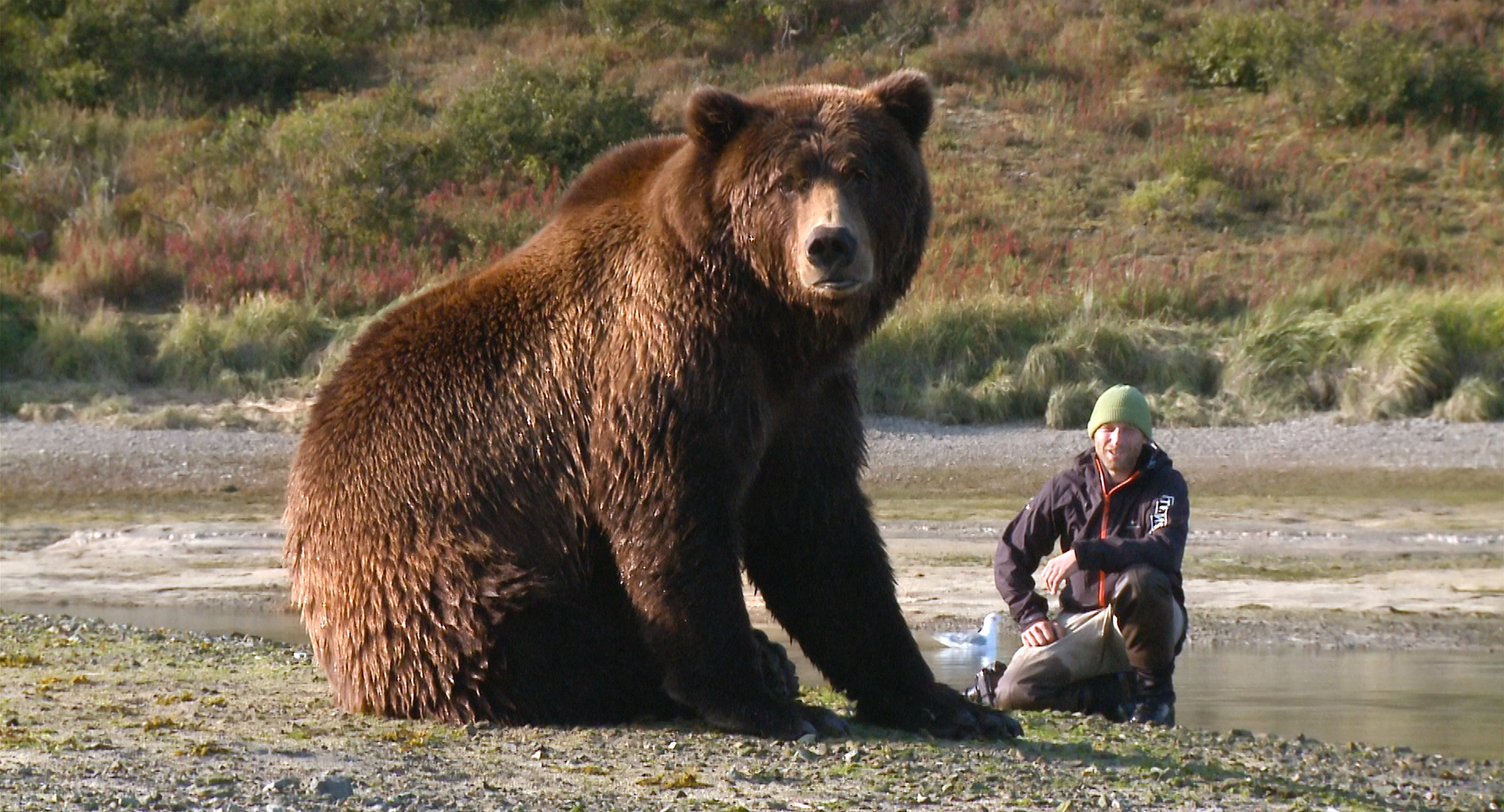 Der Bär in mir