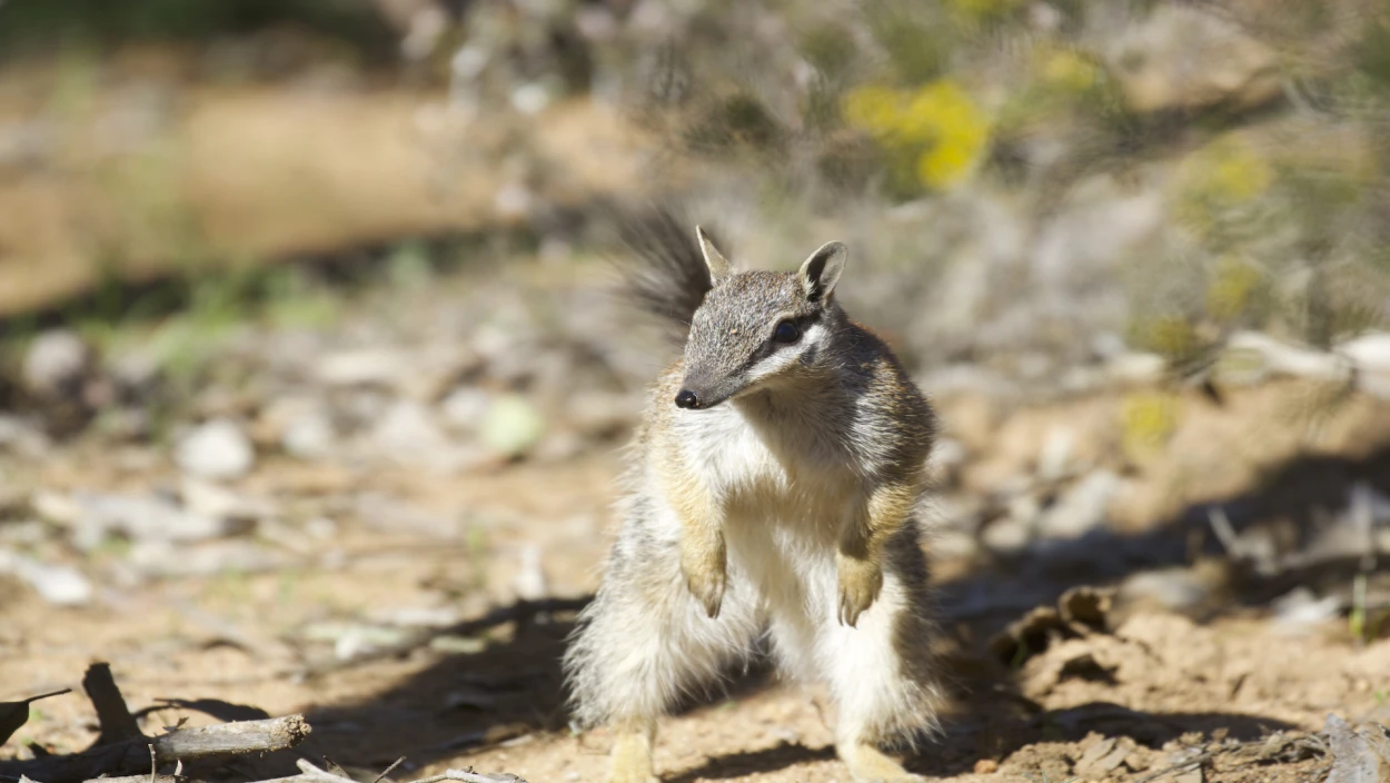 Mini-Monster - Australiens flauschige Räuber