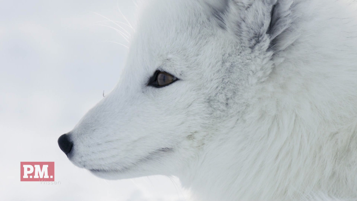 Wie bekommen Tiere ein weißes Winterfell?  
