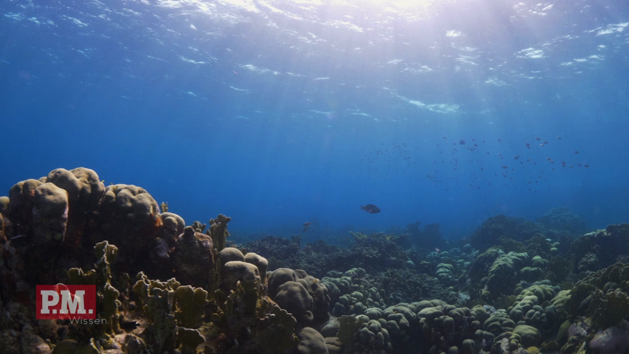 Wie retten wir die Korallen?