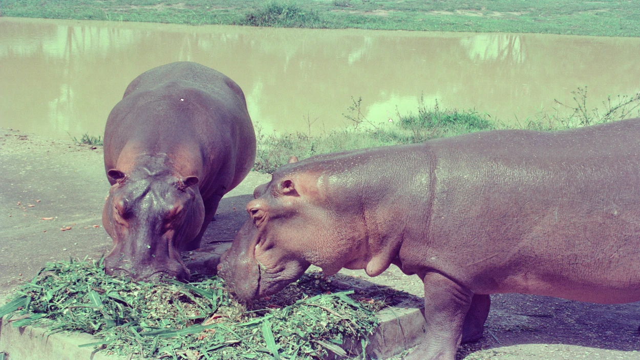 Die Hippos sind los - Pablo Escobars Erbe