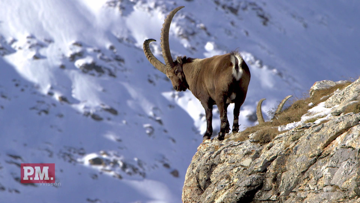 Wie überleben Tiere und Pflanzen den Winter der Alpen?