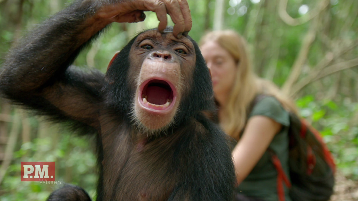 Wozu brauchen Schimpansen Mini-Kameras?