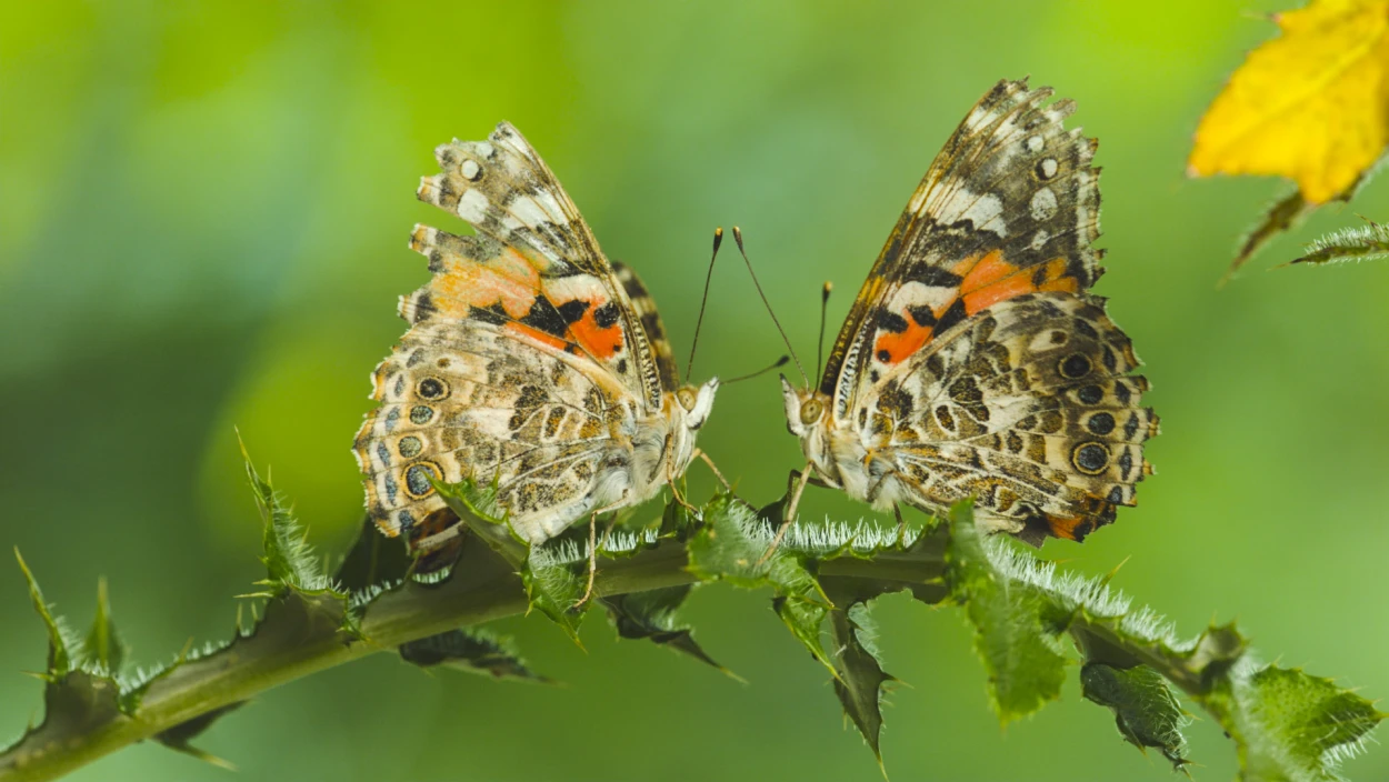 Wunderwesen Schmetterling