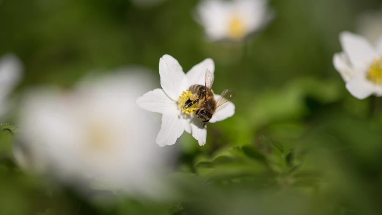 Ziemlich wilde Bienen
