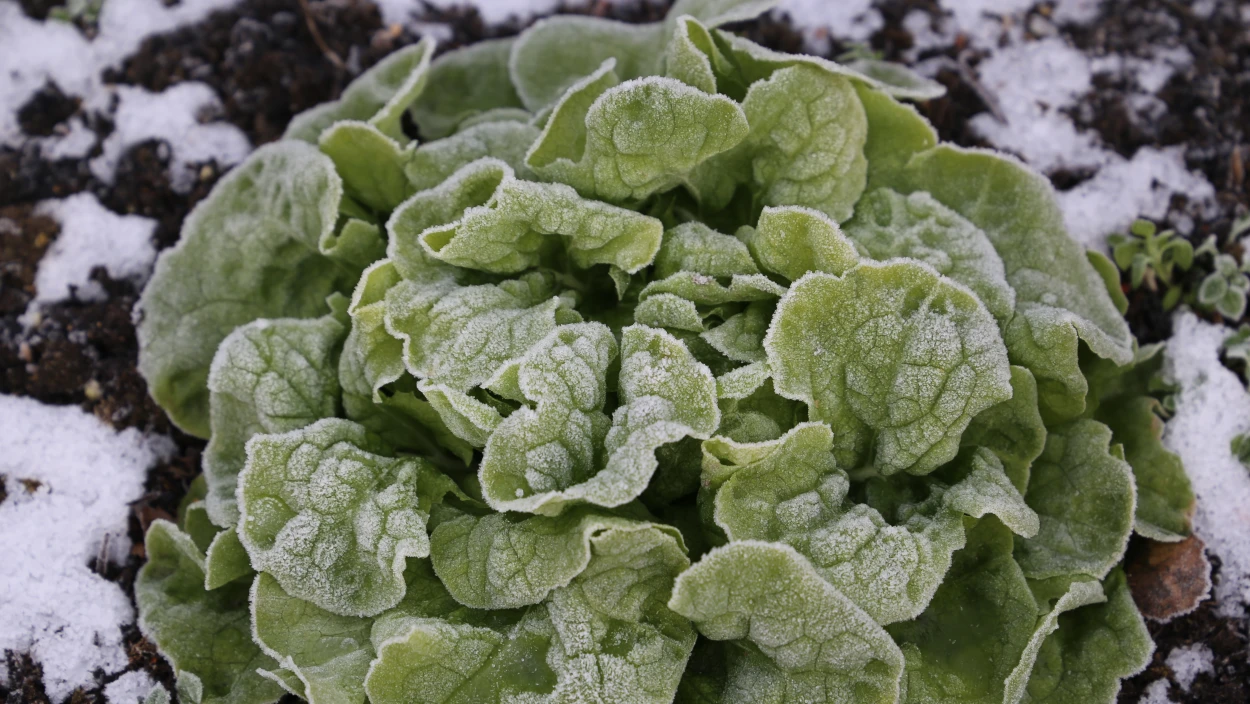 Echt cool - wie wir Kälte perfekt nutzen