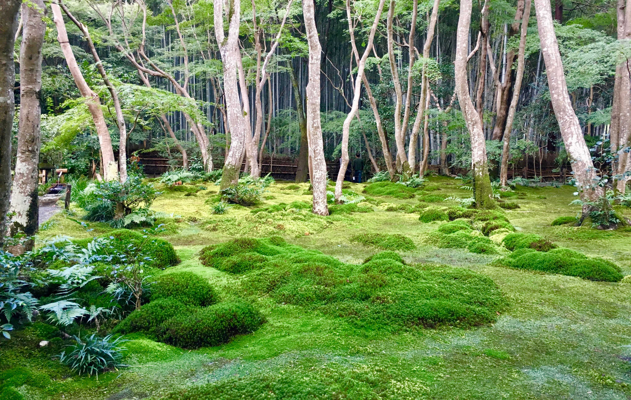 Moose - Unscheinbare Helden