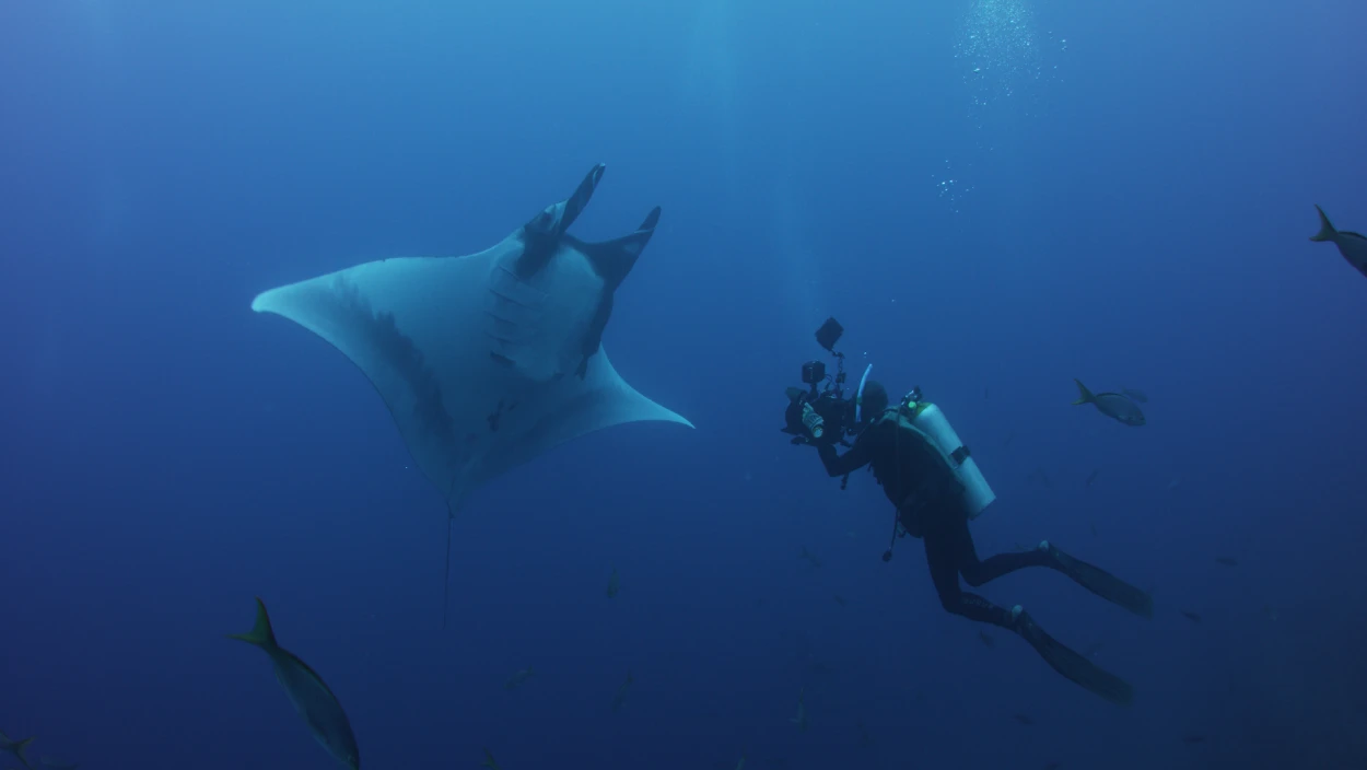 Der Mythos der Mantas