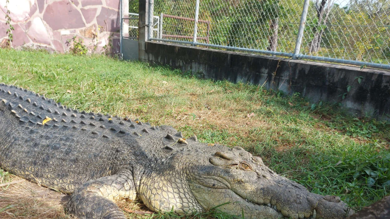 Krokodile