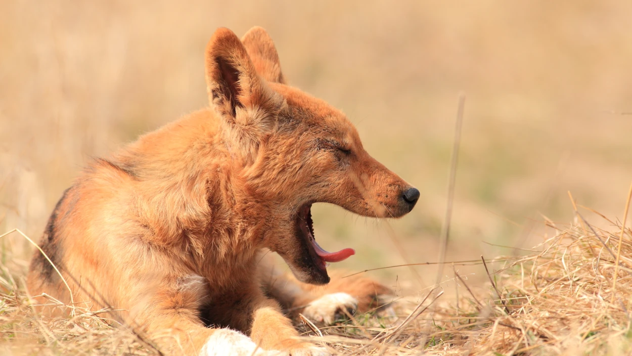 Dingos - Australiens wilde Hunde
