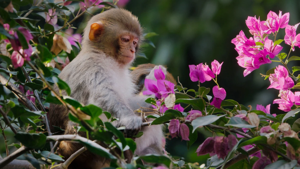 Chinas Osten - Die letzte Zuflucht