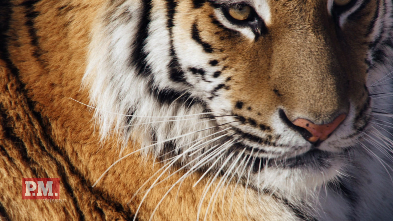 Warum brauchen Sibirische Tiger ein gigantisches Revier?